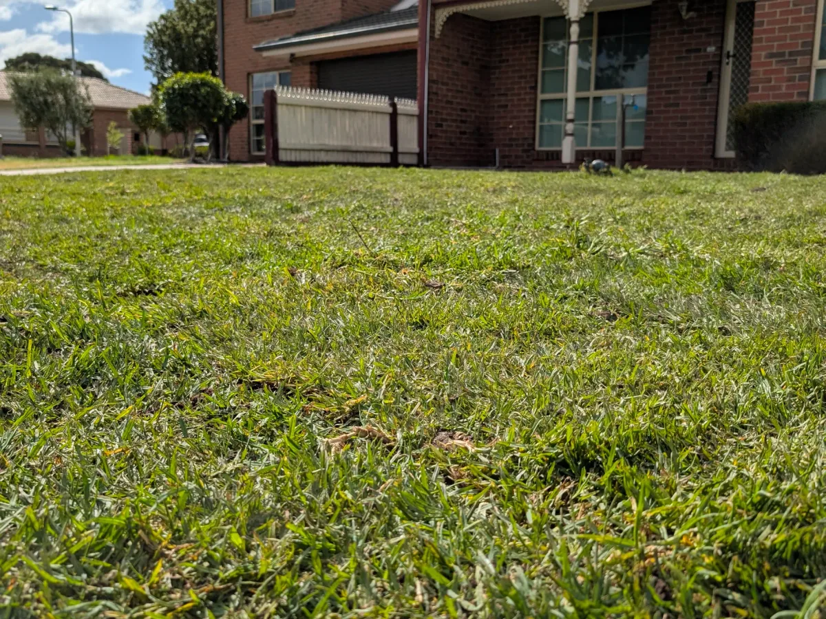 Close view of a trimmed natural front lawn