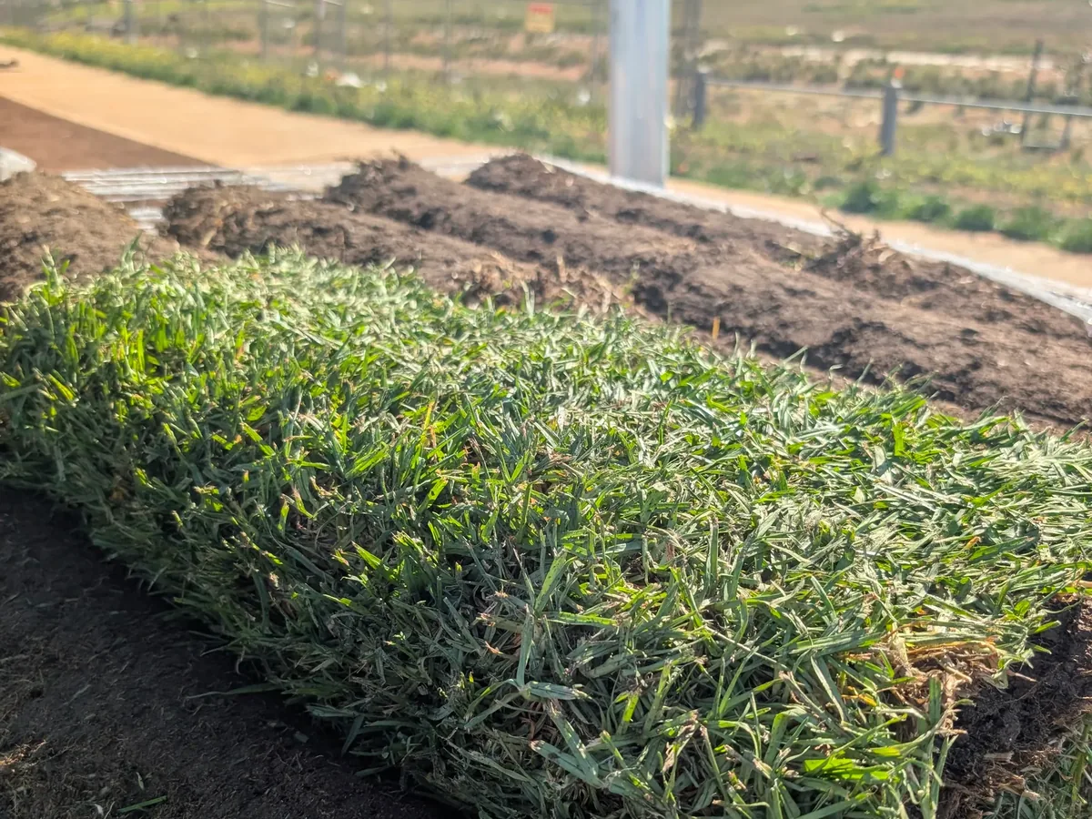 Fresh natural turf slabs stacked on prepared soil, ready to lay