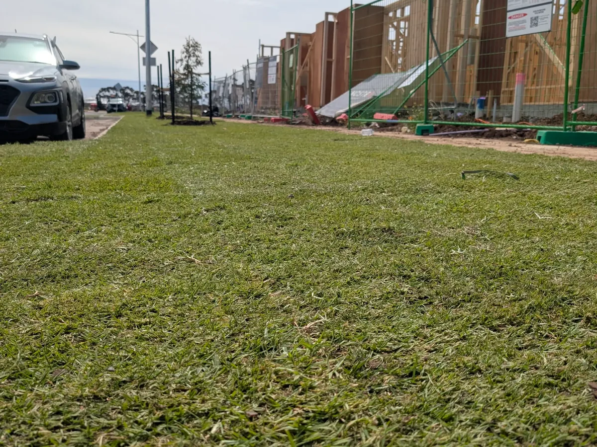 New natural turf laid on a nature strip in a housing estate