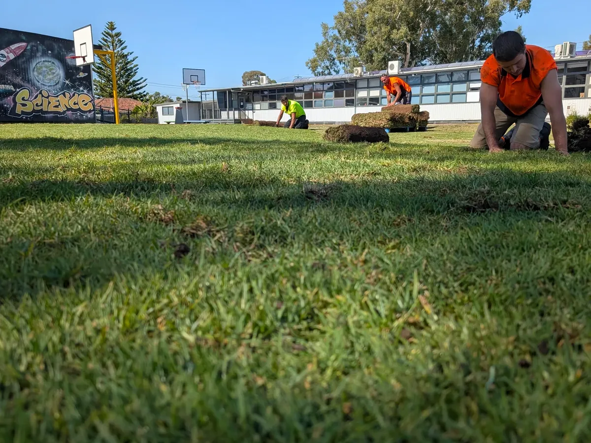 Our crew laying natural turf rolls across school grounds