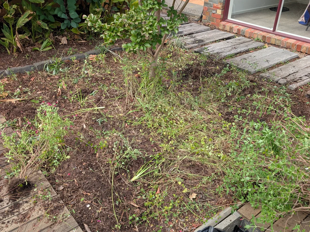 Before: an overgrown, weedy bed around an established tree beside a timber sleeper path