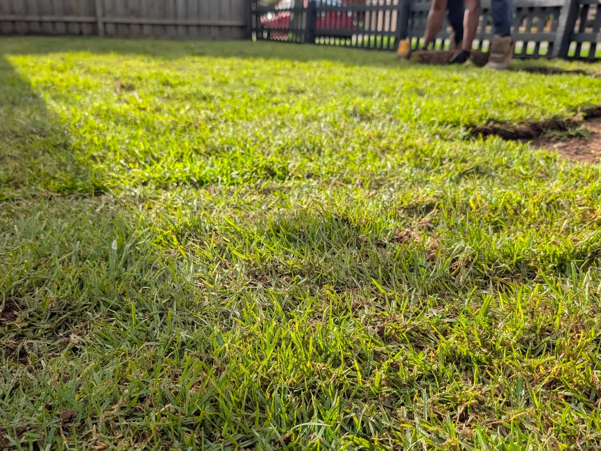 During installation: turf slabs butted tightly together across the prepared front garden